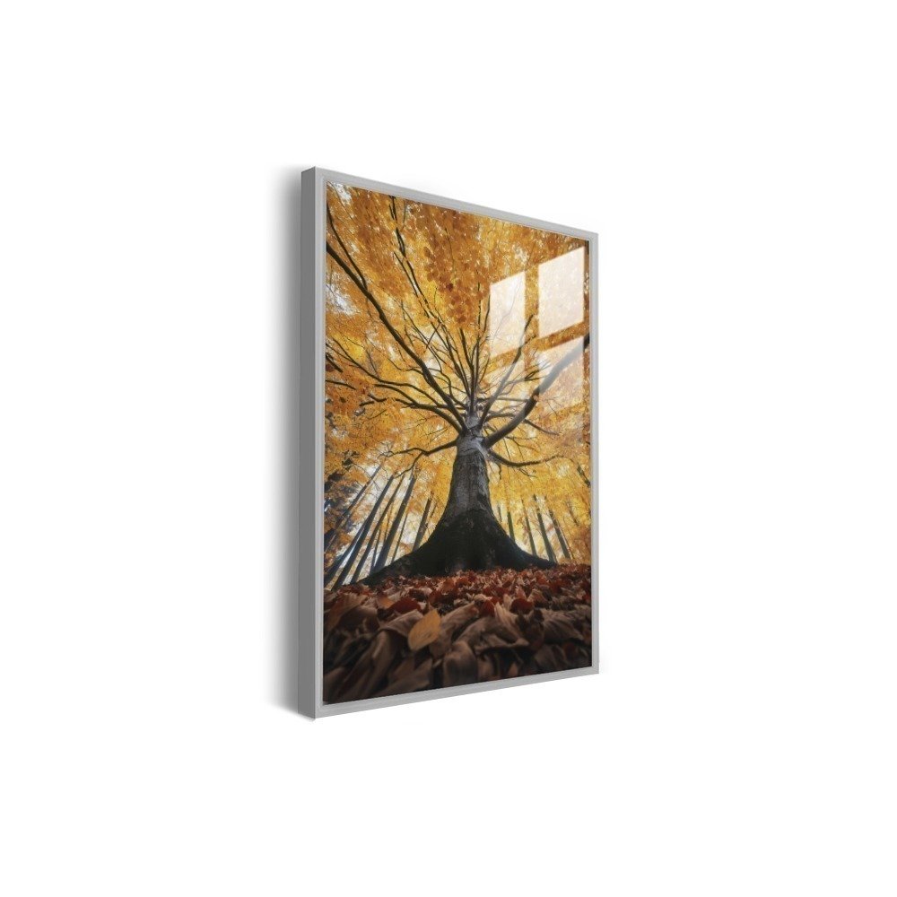Vista 6